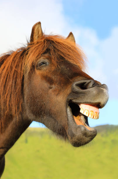 istock The horse neighs 859227088