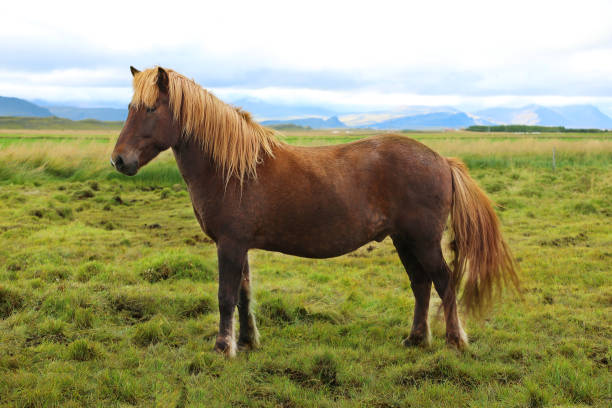 istock Icelandic horse grazing in the field 859227120