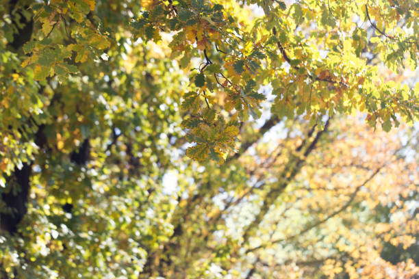 istock beautiful leaves on the tree in autumn 859229446