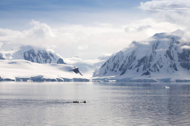 istock Killer whales in front of an Antarctic landscape. 859233126