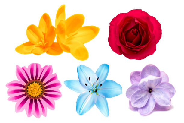Set of rose, lilac, lily, crocus, gerbera flowers isolated on white background. Top view