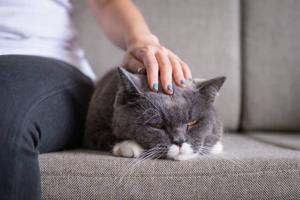 istock Gray British shorthair cats, indoors 859236156