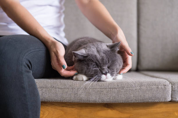 istock Gray British shorthair cats, indoors 859236158