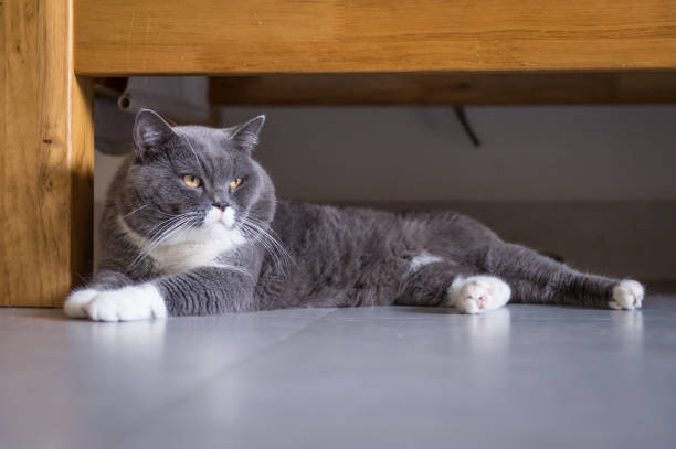 istock Gray British shorthair cats, indoors 859236162