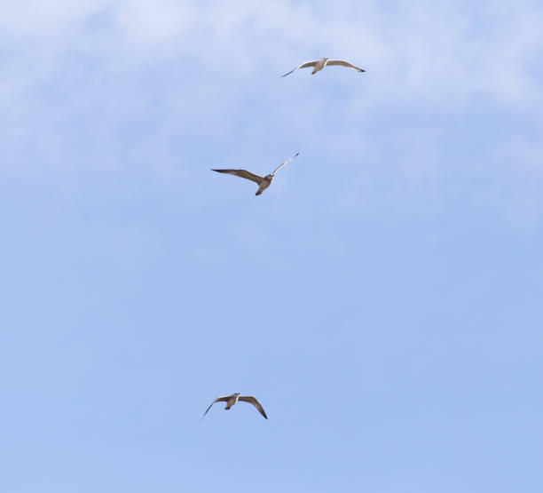 istock seagull flying in the sky 859236466