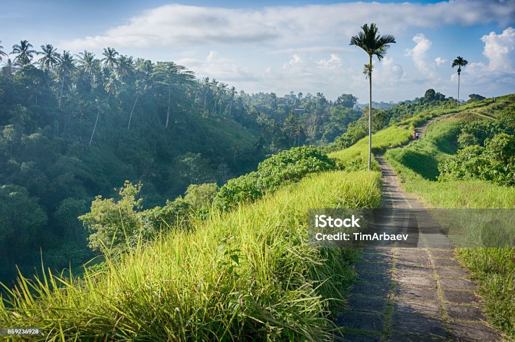 The Campuhan ridge walk in Ubud Paved pathway on the ridge of Campuhan hill in Ubud, Bali, Indonesia. Good for trekking and hiking. Agricultural Field Stock Photo