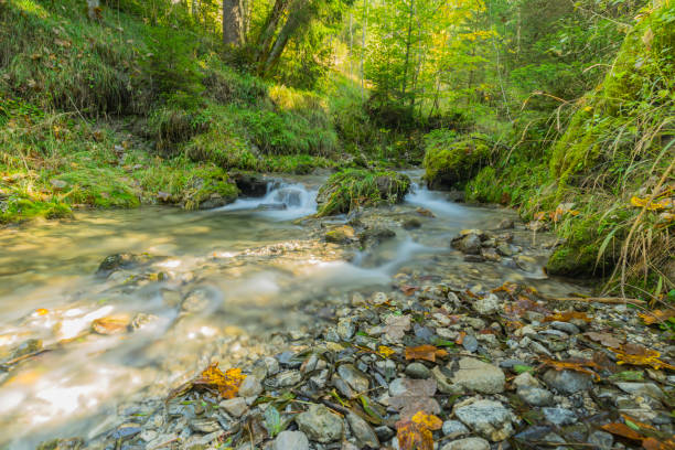 ruisseau tranquille à hinang forest / bavière - longtime photos et images de collection