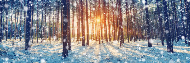 los árboles de pino cubierta con nieve - forest landscape pine tree snow fotografías e imágenes de stock