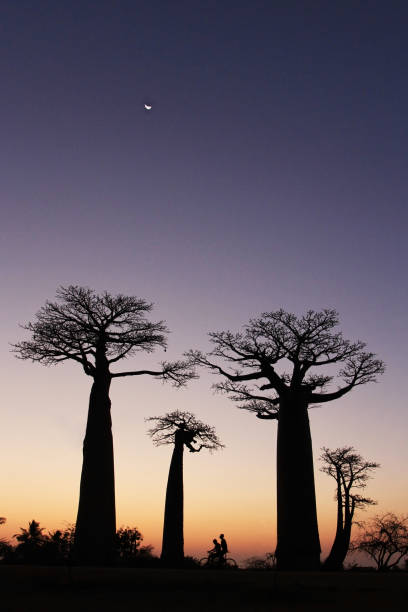 istock Night has come to alley of baobabs 859242982