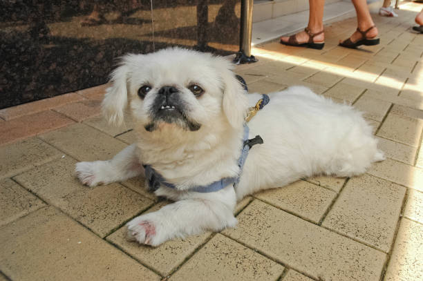 istock White dog sits and listens on the floor 859243998