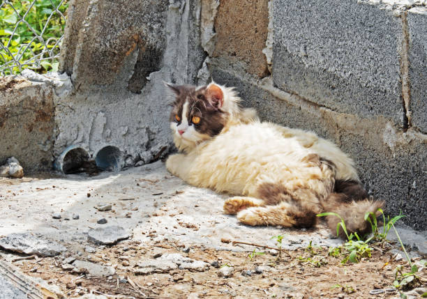 old, wooden door and cat in front