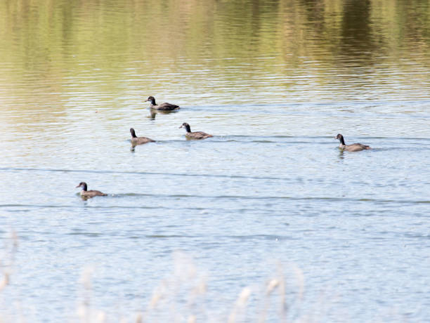 istock wild duck on the lake 859244584