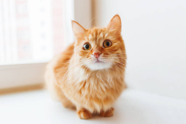 istock Cute ginger cat siting on window sill and waiting for something. Fluffy pet looks curious. 859244632