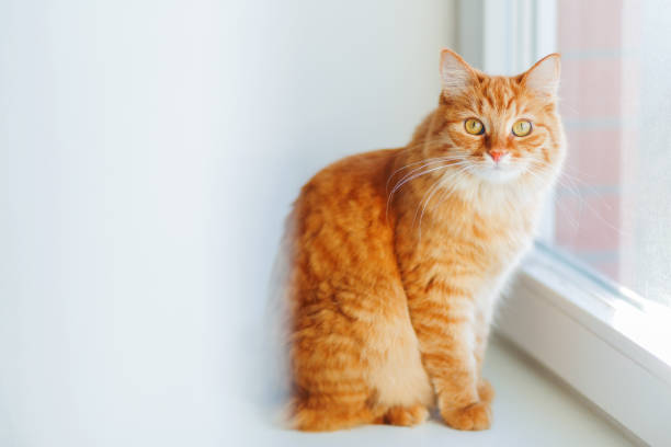 istock Cute ginger cat siting on window sill and waiting for something. Fluffy pet looks curious. 859246882