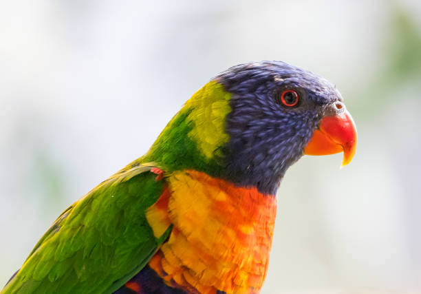 istock Colours of the rainbow 859246940