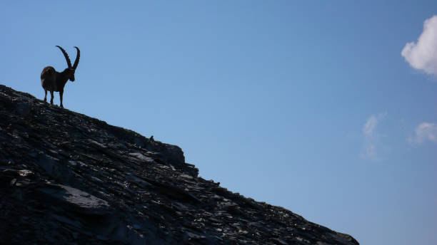 istock single ibex on a scree slope in the Swiss Alps 859247958