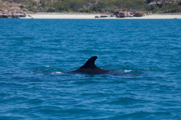 istock False Killer Whale, Kimberley Coast, Australia 859255278