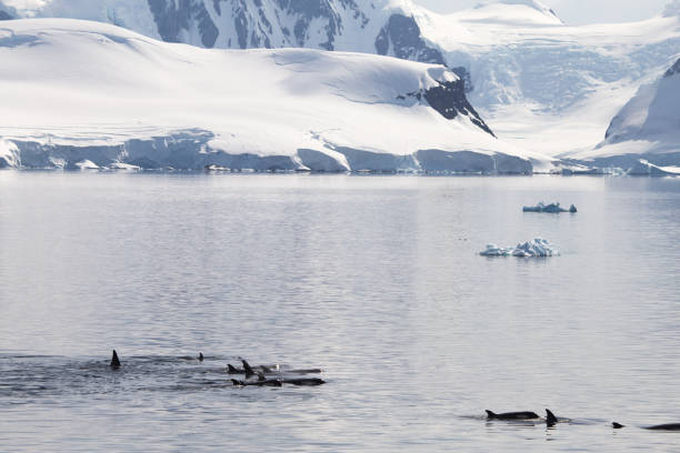 Killer whales in front of an Antarctic landscape.