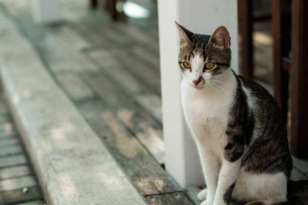istock Street cat is sitting on the ground 859261528
