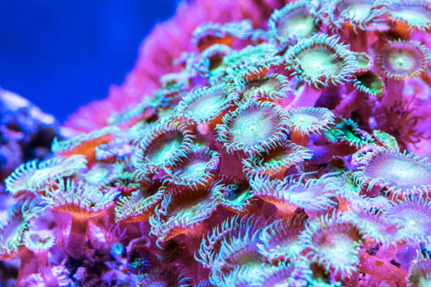 istock Corals in underwater tropical sea 859262926