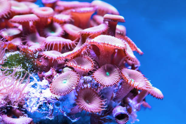 istock Corals in underwater tropical sea 859262932