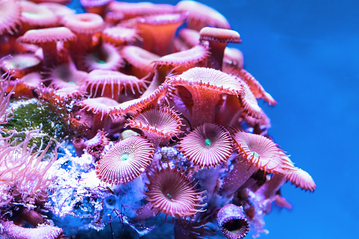 Scenic macro view of the color corals in underwater exotic tropical sea resort