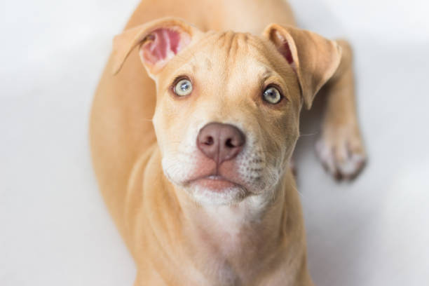 Pit bull puppy closeup stock photo