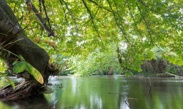 fiume itchen a eastleigh, hampshire, regno unito - 2779 foto e immagini stock