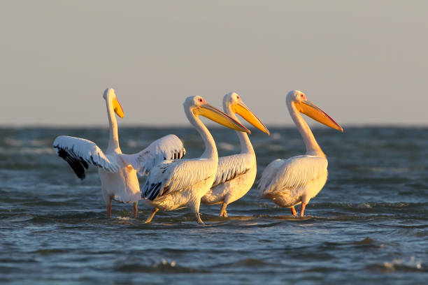istock A flock of white pelican in morning light 859268894