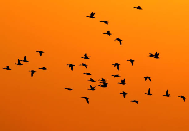 istock silhouettes of birds backlight... 859268904