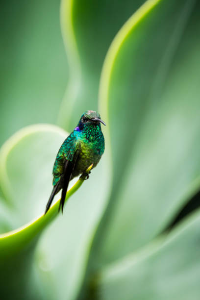 istock Green violetear hummingbird, Colibri thalassinus 859269658