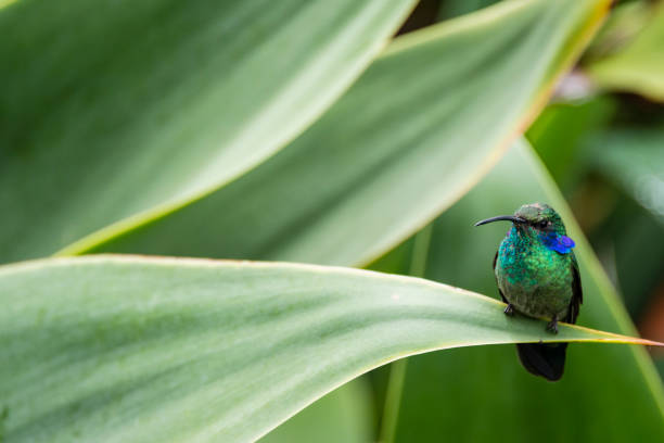 istock Green violetear hummingbird, Colibri thalassinus 859269710