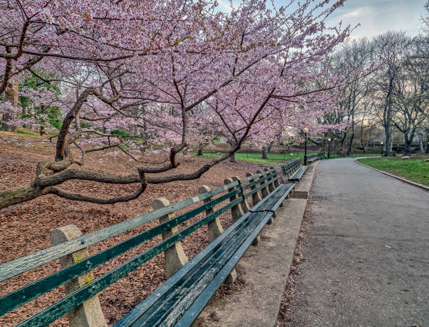 istock Central Park, New York City spring 859269718