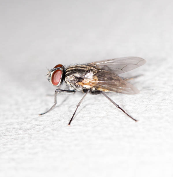 istock Blow fly, carrion fly, bluebottles, greenbottles, or cluster fly 859269804