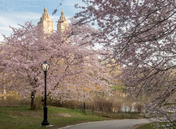 istock Central Park, New York City spring 859270560