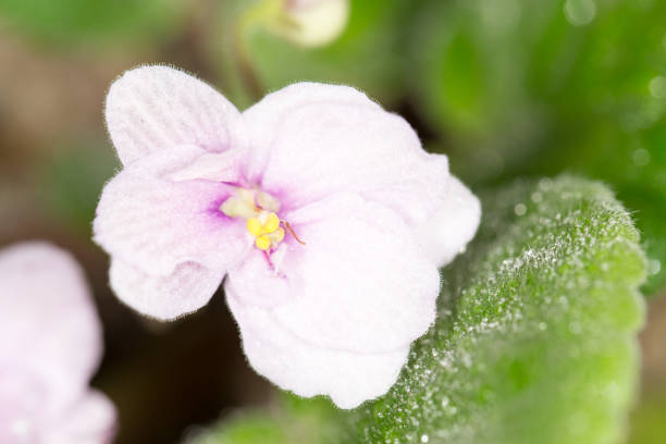istock beautiful violet flower. macro 859270616