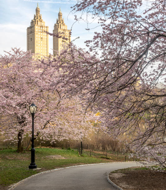 istock Central Park, New York City spring 859270694