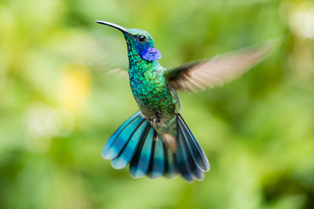 Green violetear hummingbird, Colibri thalassinus