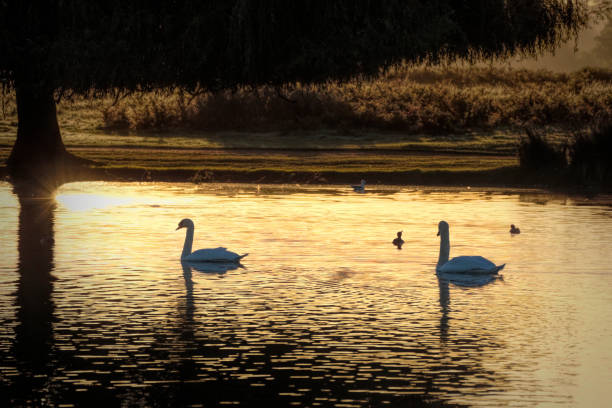 istock Mute swan pair swimming in liquid gold dawn light 859273380