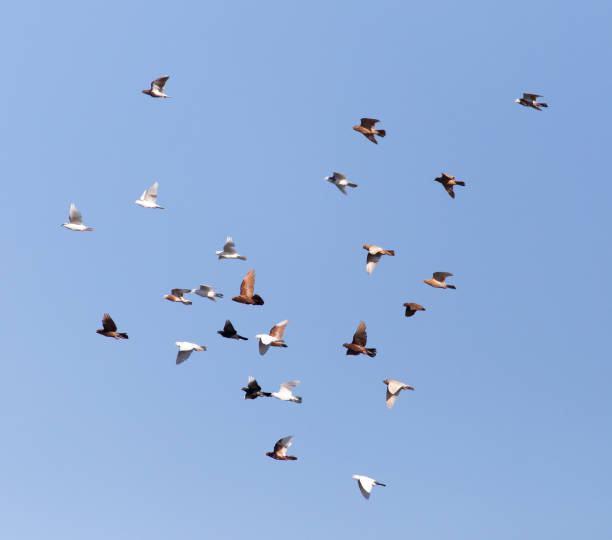 istock Dove in flight against blue sky 859274060