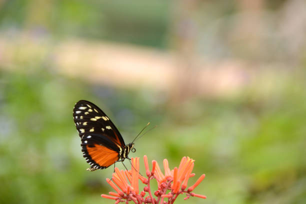 istock Ventral view of a Single tiger longwing butterfly on Ixora coccinea . 859277416