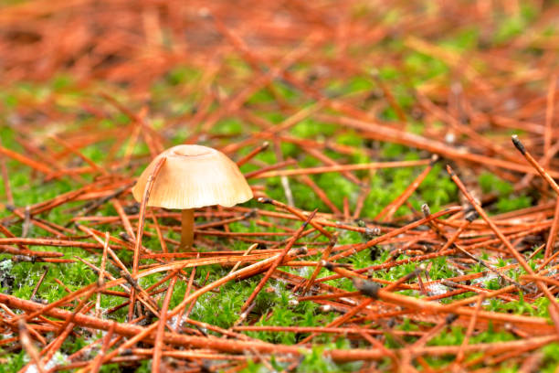 istock VARIOUS EXAMPLES OF AUTUMN MUSHROOMS AND FUNGI 859277452