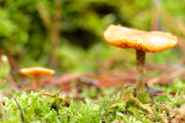 istock VARIOUS EXAMPLES OF AUTUMN MUSHROOMS AND FUNGI 859277490