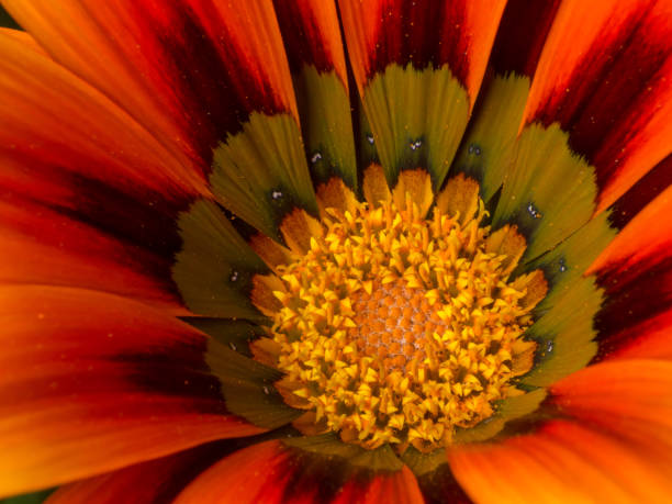 istock Orange flower detail 859285274