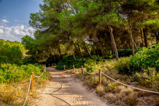 A rope fenced walking path through a small natural reserve from Can Picafort to Alcudia, Majorca stock photo