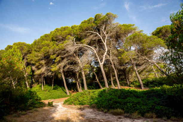 Europe island holiday travel destinations, Mediterranean sea resorts, natural parks and reserves, Majorca nature and outdoors, plants and trees, summer season
