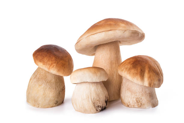 istock Fresh Mushrooms family 859288522