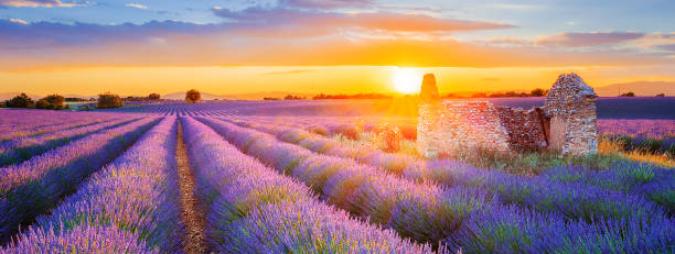 istock purple lavender filed in Valensole at sunset 859288770