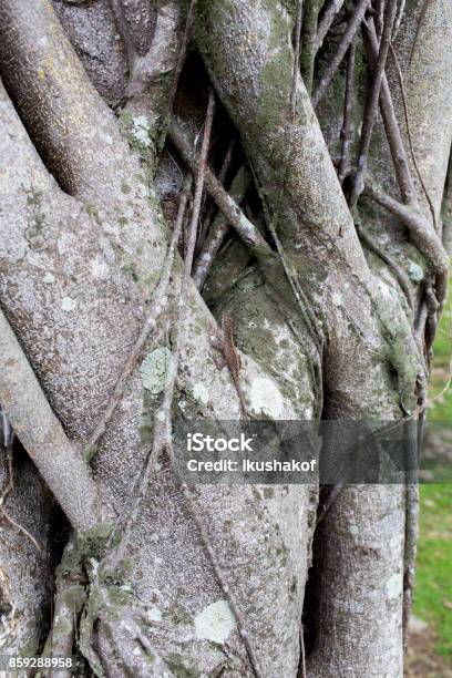 Lizard Sitting On A Large Trunk Of An Old Tree Stock Photo - Download Image Now - Animal, Animal Body Part, Animal Head