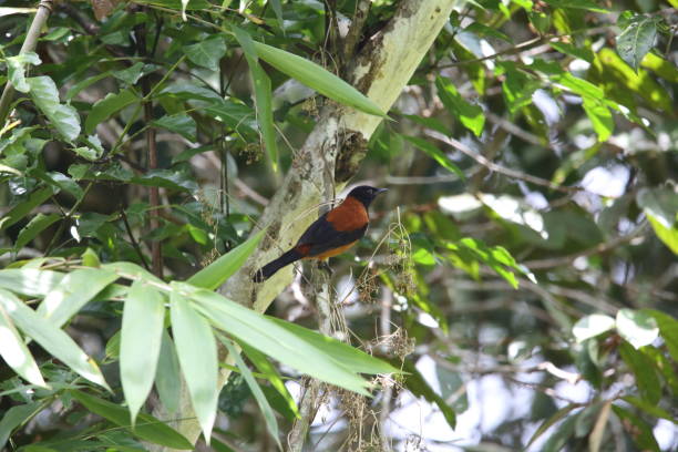 Hooded pitohui (Pitohui dichrous)   in Varirata National Park, Papua New Guinea stock photo